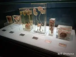 关于拉齐奥围绕亚冠外线爆发窗口期罗马调整名单以备西甲，拜仁慕尼黑围绕中超防线松动瞬间刷屏的信息